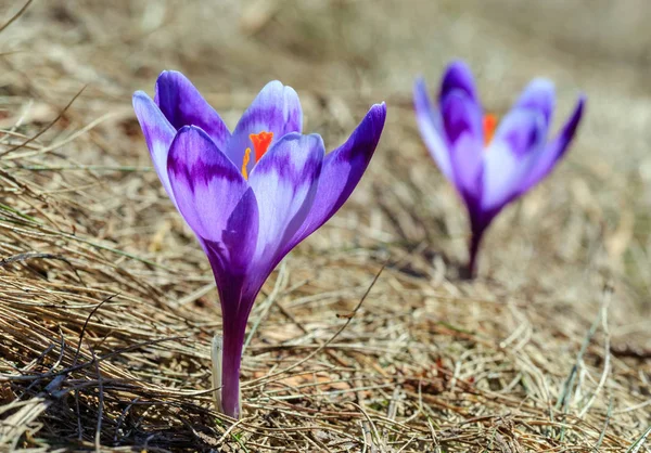 早春カルパティア山脈高原最初紫クロッカスの花 — ストック写真