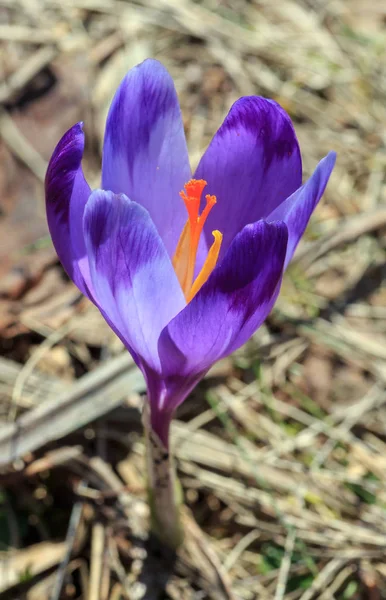 První Fialové Crocus Květy Předjaří Karpaty Plateau — Stock fotografie