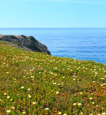 Yaz çiçek açması Atlantik Okyanusu kıyısında sahne (cape Ponta Da Arrifana, Aljezur, Algarve, Portekiz).