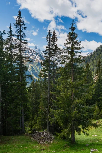 Verão Alpes Paisagem Montanhosa Com Floresta Abeto Encosta Neve Coberto — Fotografia de Stock