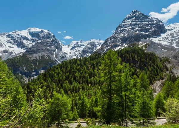 Stelvio 山口高山路的夏季景观与冷杉森林和雪阿尔卑斯山山顶 意大利 — 图库照片