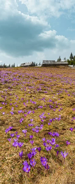 Floração Violeta Roxo Crocus Heuffelianus Vernus Flores Alpinas Planalto Montanha — Fotografia de Stock