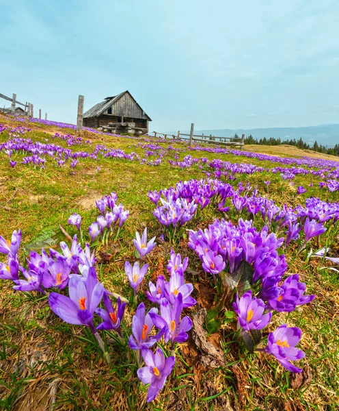 Kvetoucí Alpské Květy Fialové Fialový Crocus Heuffelianus Natálie Jaře Karpatské — Stock fotografie