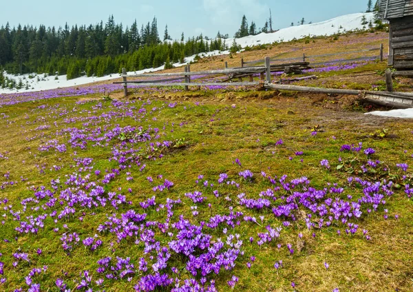 Floración Colorida Violeta Púrpura Crocus Heuffelianus Crocus Vernus Flores Alpinas — Foto de Stock
