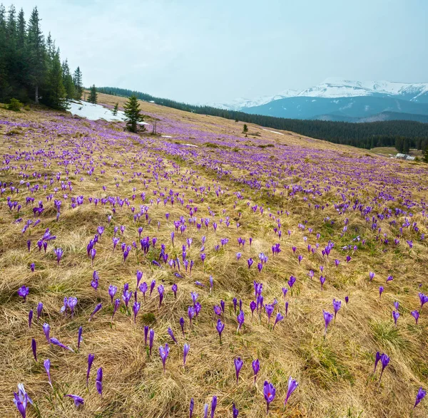 Blommande Purple Violett Krokus Heuffelianus Crocus Vernus Alpina Blommor Våren — Stockfoto