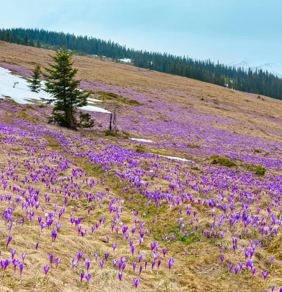 Blühende Lila Violette Krokus Heuffelianus Crocus Vernus Alpenblumen Auf Dem — Stockfoto