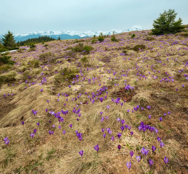 Bunt Blühende Violette Krokus Heuffelianus Krocus Vernus Alpenblumen Auf Frühling — Stockfoto