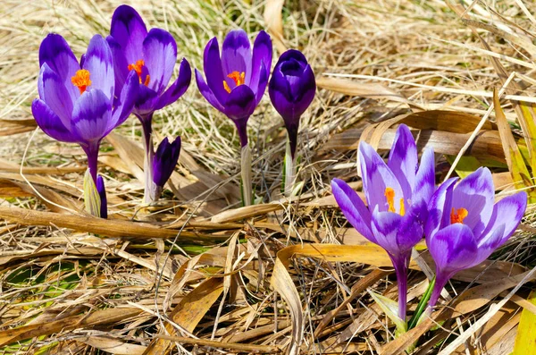 Renkli Çiçek Mor Menekşe Crocus Heuffelianus Crocus Vernus Alp Çiçekler — Stok fotoğraf