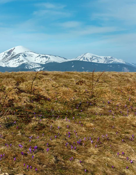 七彩盛开的紫紫色番红花 Heuffelianus 番红花 Vernus 高山上的花朵 在春天的高原山谷 乌克兰 美丽的概念春天或初夏的风景 — 图库照片