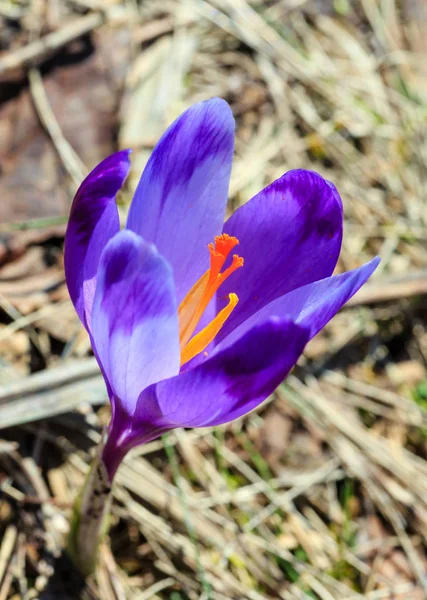 První Fialové Crocus Květy Předjaří Karpaty Plateau — Stock fotografie