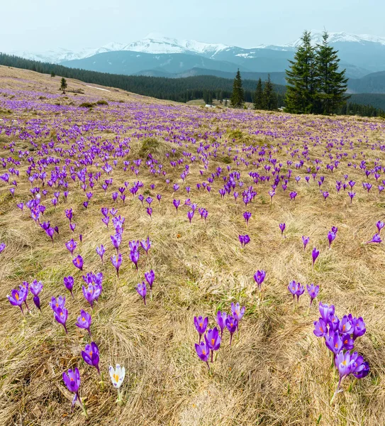 Paarse Crocus bloemen op voorjaar berg — Stockfoto