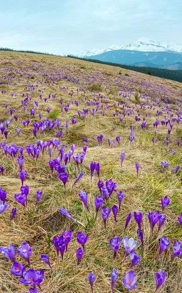 Lila Crocus blommor i spring mountain — Stockfoto