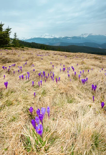 Фиолетовые цветы крокуса на горе весеннего утра — стоковое фото