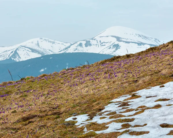 Fiori di croco viola sulla montagna di mattina di primavera — Foto Stock