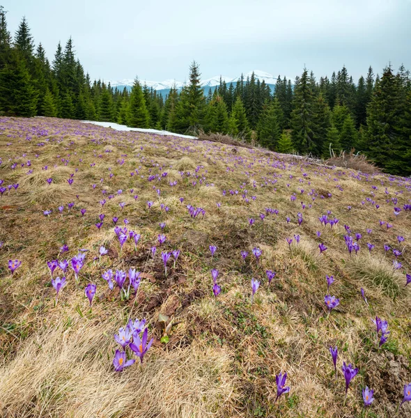 Flores de cocodrilo púrpura en montaña de primavera — Foto de Stock