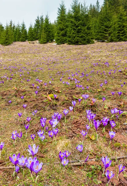 春の山に紫のクロッカスの花 — ストック写真