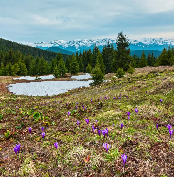 Μοβ άνθη κρόκου στο βουνό άνοιξη — Φωτογραφία Αρχείου