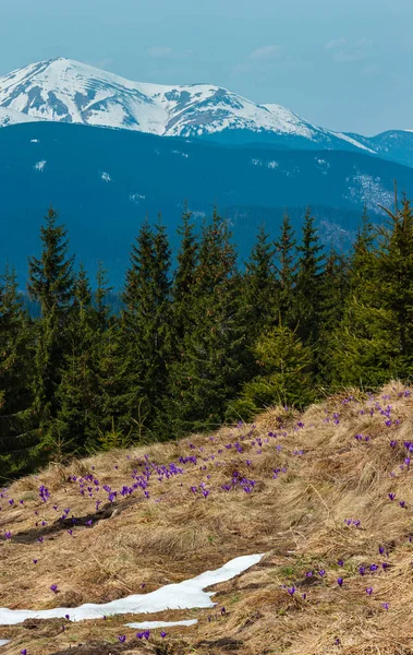 Lila Krokusblüten im Frühlingsberg — Stockfoto