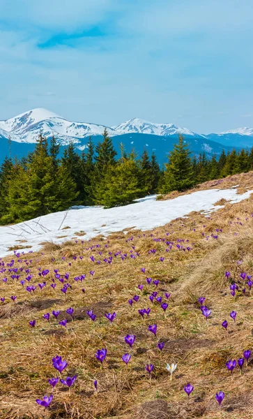 Flores de cocodrilo púrpura en montaña de primavera —  Fotos de Stock