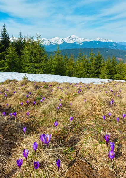 Flores de cocodrilo púrpura en montaña de primavera —  Fotos de Stock