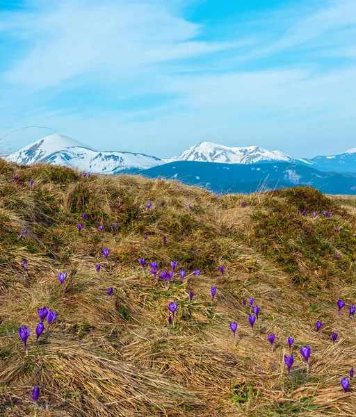 Lila Krokusblüten auf dem Frühlingsberg — Stockfoto