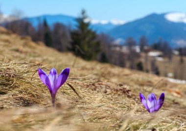 Erken Bahar Plato üzerinde ilk bitkisi çiçeği
