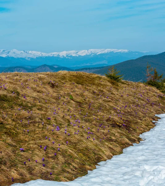 Lila Crocus blommor på våren berg — Stockfoto