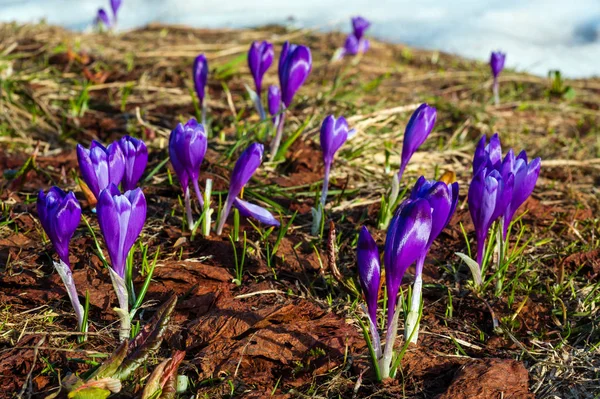 वसंत ऋतू डोंगरावर जांभळा क्रॉकस फुले — स्टॉक फोटो, इमेज