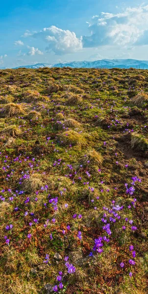 Purple Crocus flowers on spring mountain — Stock Photo, Image