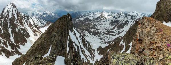 Alp flowers  over mountain precipice and clouds — Stock Photo, Image