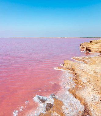 Pembe tuzlu Syvash Gölü, Ukrayna
