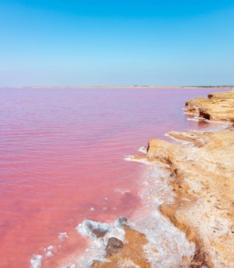Pink salty Syvash Lake, Ukraine clipart