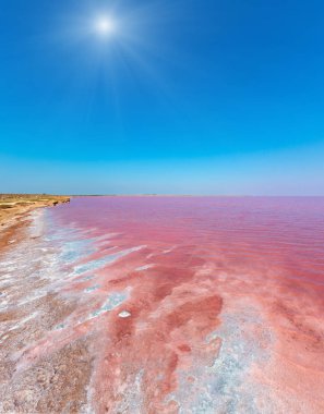 Pembe tuzlu Syvash Gölü, Ukrayna