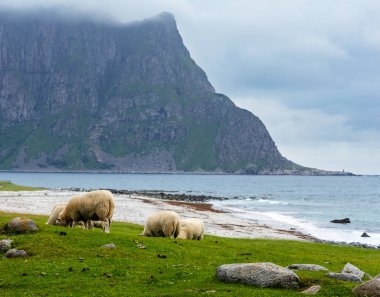 Yaz Haukland plaj ve koyun sürüsü, Norveç, Lofoten