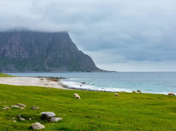 Estate Haukland spiaggia e gregge di pecore, Norvegia, Lofoten — Foto Stock