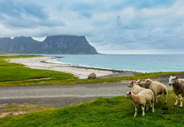 Estate Haukland spiaggia e gregge di pecore, Norvegia, Lofoten — Foto Stock