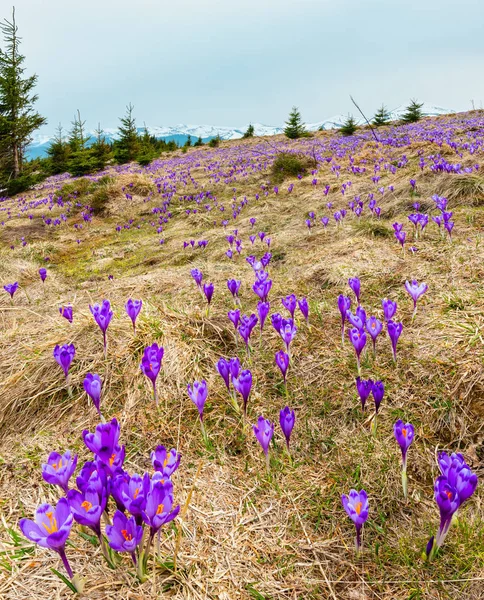 Mor bitkisi çiçeği bahar Dağı'nda — Stok fotoğraf