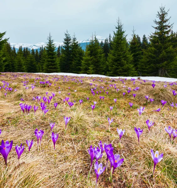 Lila Krokusblüten auf dem Frühlingsberg — Stockfoto