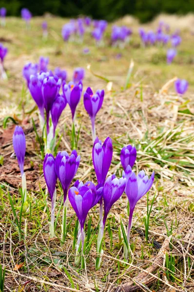 Пурпурные крокус цветы на весенней горе — стоковое фото
