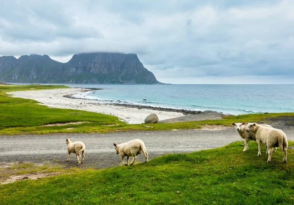 Estate Haukland spiaggia e gregge di pecore, Norvegia, Lofoten — Foto Stock