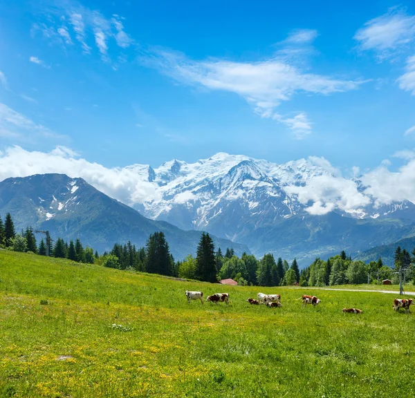 Vacas de rebanho em clareira e Mont Blanc maciço de montanha (vista de Pla — Fotografia de Stock