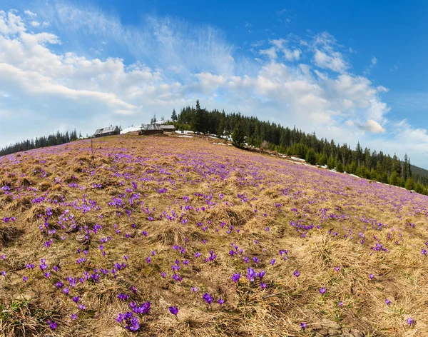 Μοβ άνθη κρόκου στο βουνό άνοιξη — Φωτογραφία Αρχείου