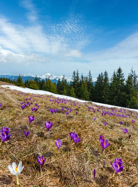 Flores de crocodilo roxo na montanha de primavera — Fotografia de Stock