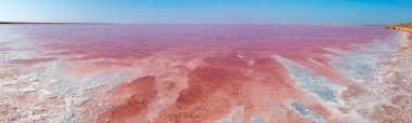 Pembe tuzlu Syvash Gölü, Ukrayna