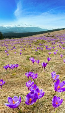 Mor bitkisi çiçeği bahar Dağı'nda