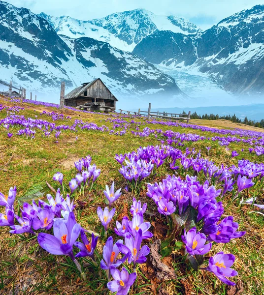 Fleurs de crocus sur la montagne printanière et le glacier — Photo