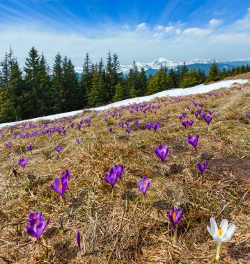 Bahar dağında çiğdem çiçekleri