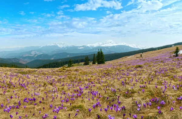 Lila Krokusblüten auf dem Frühlingsberg — Stockfoto