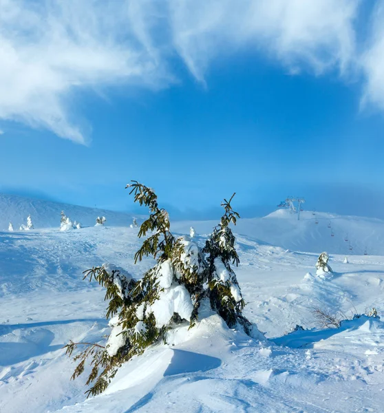 Παγωμένη χιονισμένα έλατα στο λόφο του χειμώνα. — Φωτογραφία Αρχείου