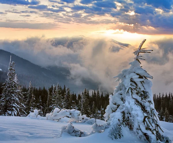 Alba inverno paesaggio montano, Carpazi — Foto Stock